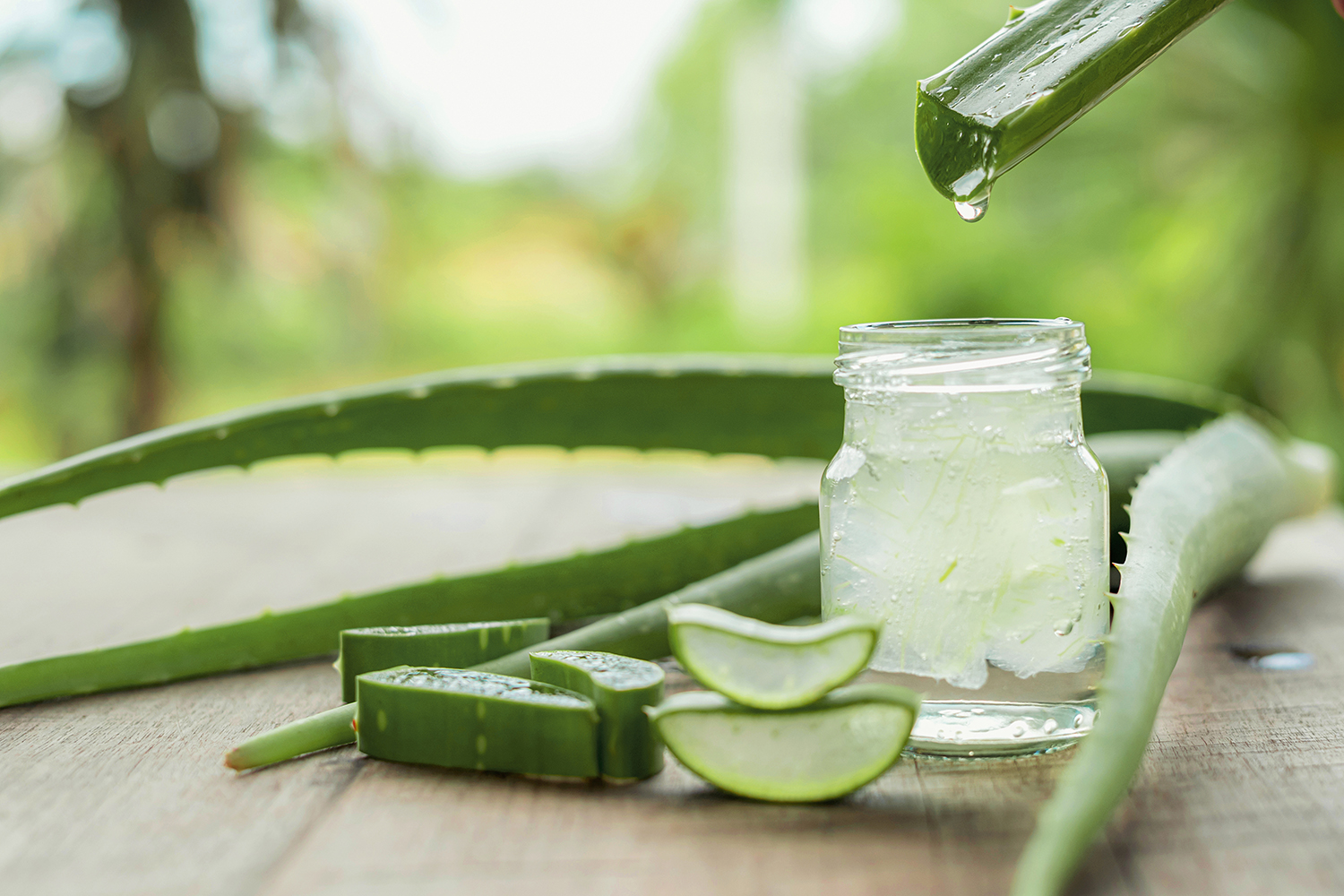 Aloe Vera: Altes Gewächs für neue Gesundheit